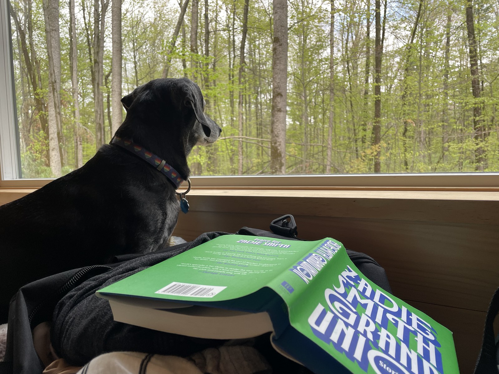Lulu looking through a cabin window toward a spring forest, with a book in the foreground.